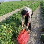 آغاز برداشت گوجه فرنگی خارج از فصل در مزارع شهرستان دشتی