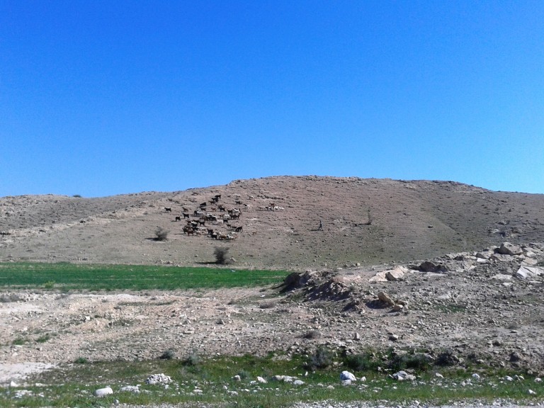 چوپان و گله