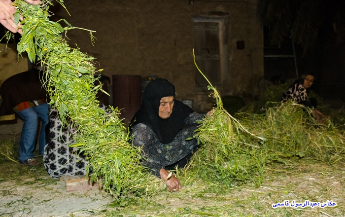 گزارش تصویری علف چینی در دشتی (بریده)