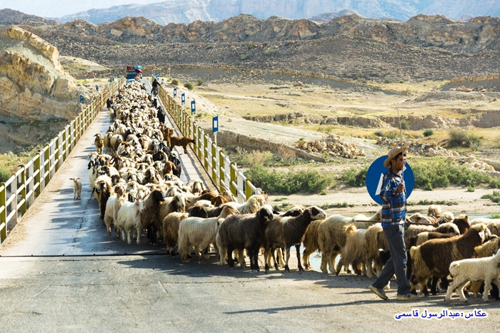چشم اندازهای طبیعت شهرستان دشتی/ باغان