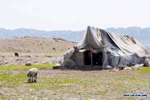 کاشت نهال در منطقه عشایری دشتی